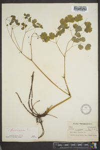 Thalictrum dioicum image