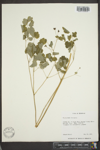 Thalictrum dioicum image