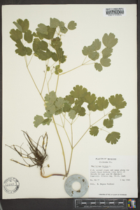 Thalictrum dioicum image