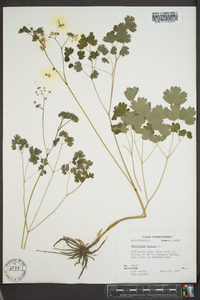 Thalictrum dioicum image