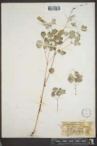 Thalictrum dioicum image