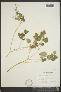 Thalictrum dioicum image