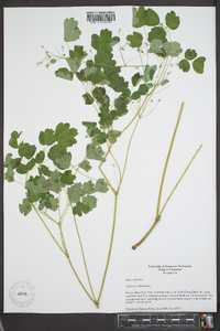 Thalictrum dioicum image