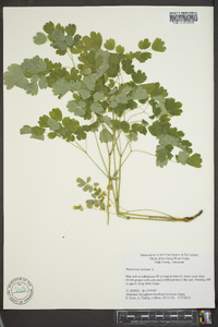 Thalictrum dioicum image