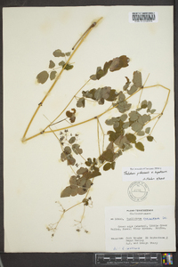 Thalictrum pubescens var. hepaticum image
