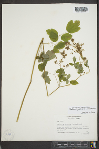 Thalictrum pubescens image