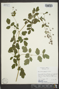 Thalictrum pubescens image