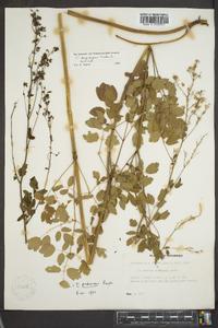 Thalictrum pubescens image