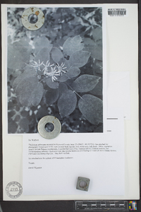 Thalictrum pubescens image