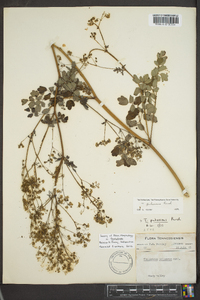 Thalictrum pubescens image