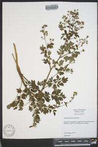 Thalictrum pubescens image