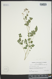 Thalictrum pubescens image