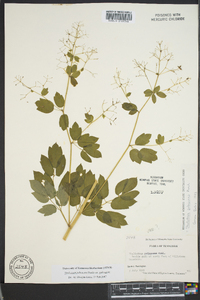 Thalictrum pubescens image