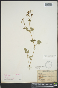 Thalictrum pubescens image