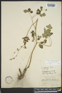 Thalictrum pubescens image