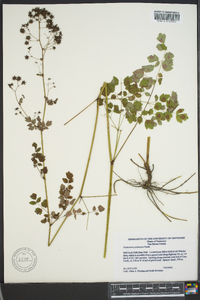 Thalictrum pubescens image