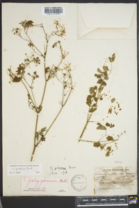 Thalictrum pubescens image