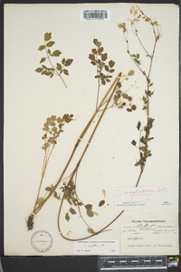 Thalictrum amphibolum image