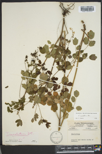 Thalictrum amphibolum image