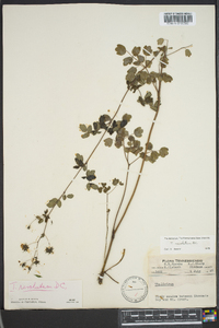 Thalictrum amphibolum image