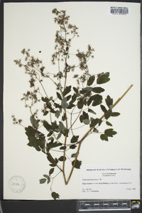 Thalictrum amphibolum image