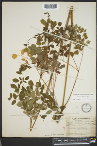 Thalictrum amphibolum image