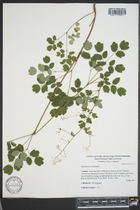 Thalictrum amphibolum image