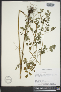 Thalictrum amphibolum image