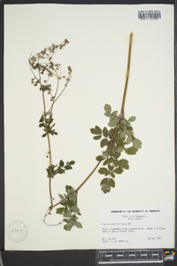 Thalictrum amphibolum image