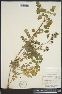 Thalictrum amphibolum image