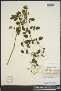 Thalictrum amphibolum image