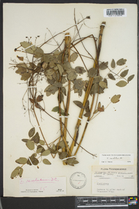 Thalictrum amphibolum image