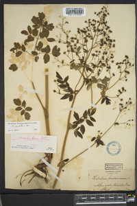 Thalictrum amphibolum image