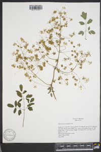 Thalictrum amphibolum image