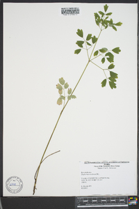 Thalictrum amphibolum image