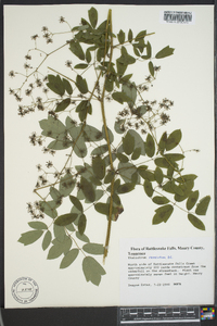 Thalictrum amphibolum image