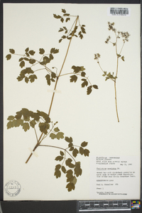 Thalictrum amphibolum image