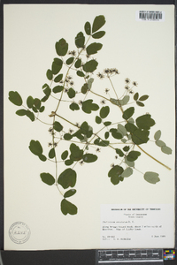 Thalictrum amphibolum image