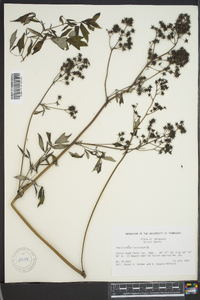 Thalictrum amphibolum image