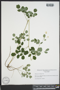 Thalictrum amphibolum image