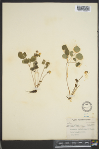 Anemonella thalictroides image