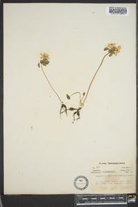 Anemonella thalictroides image