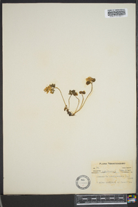 Thalictrum thalictroides image