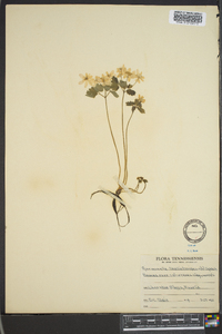 Anemonella thalictroides image