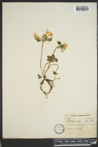 Thalictrum thalictroides image