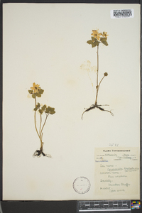 Thalictrum thalictroides image