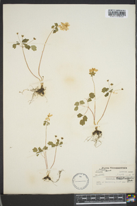 Thalictrum thalictroides image