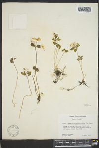 Thalictrum thalictroides image