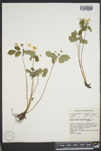 Thalictrum thalictroides image