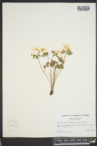 Thalictrum thalictroides image